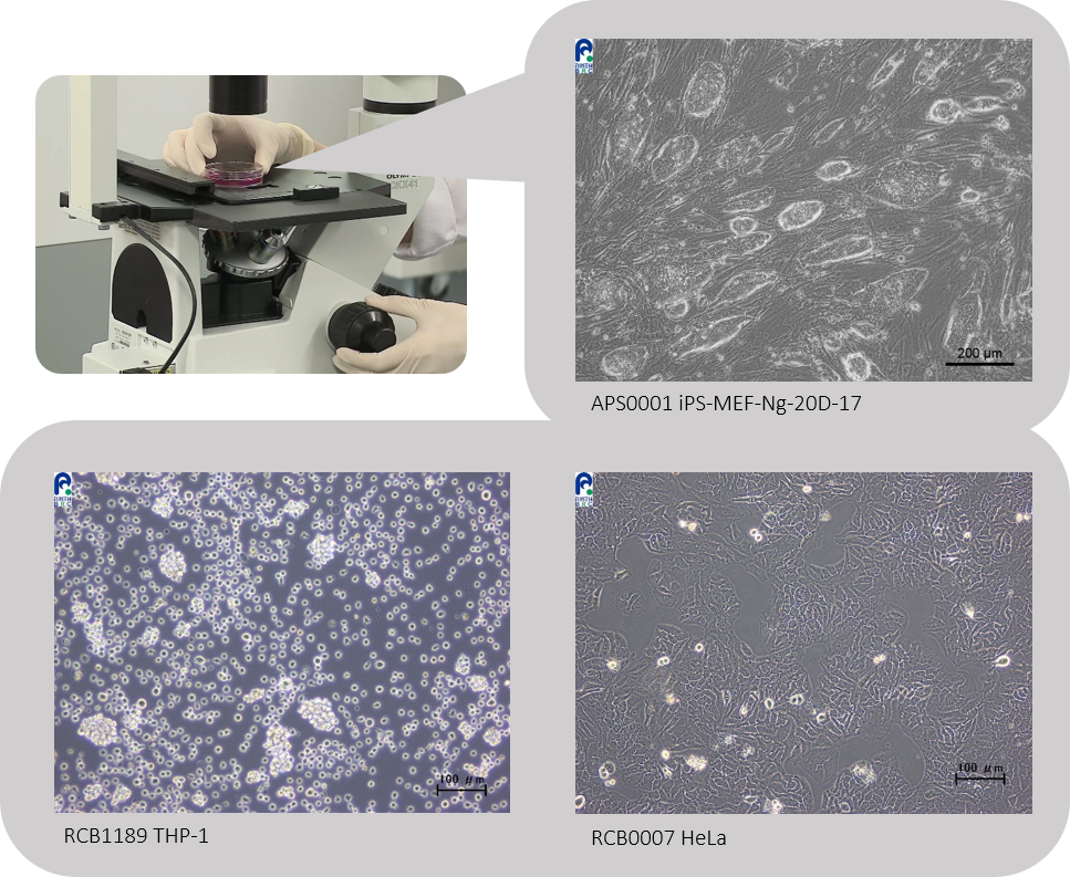Compare the morphological photos of each cell line with the ones recorded previously and check if there is no abnormality