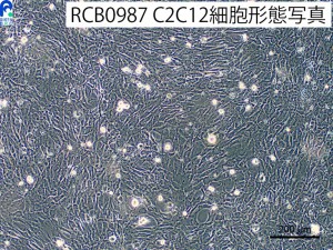 4DG分化誘導(筋)C2C12形態写真