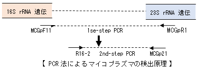 Nested-PCR
