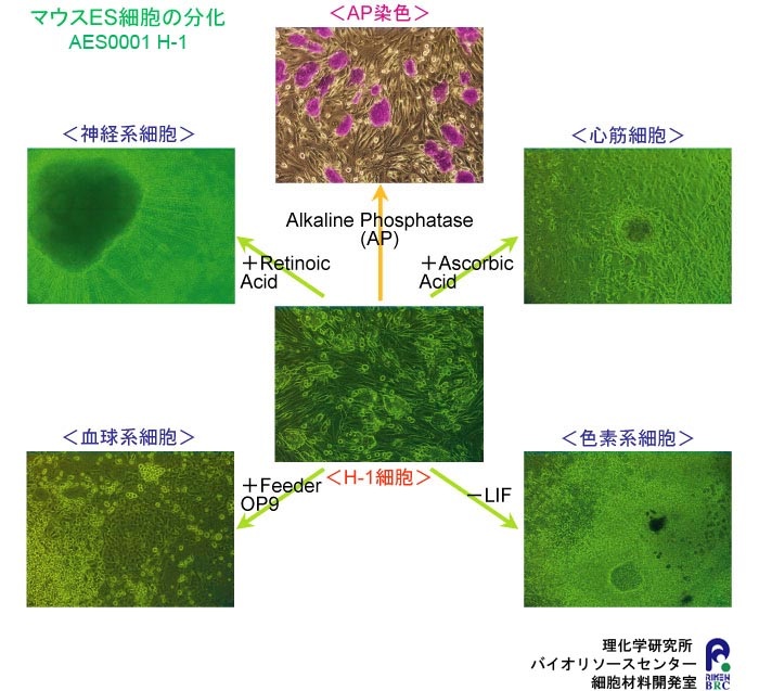 Aes0001 H 1 マウスes細胞株について 細胞材料開発室 Cell Bank Riken Brc