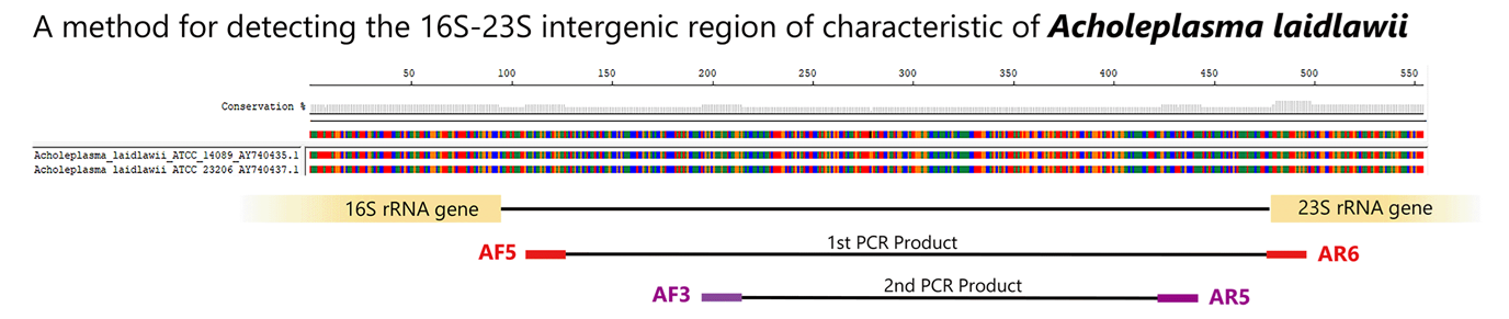 achole_pcr