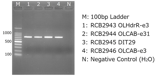 agarose