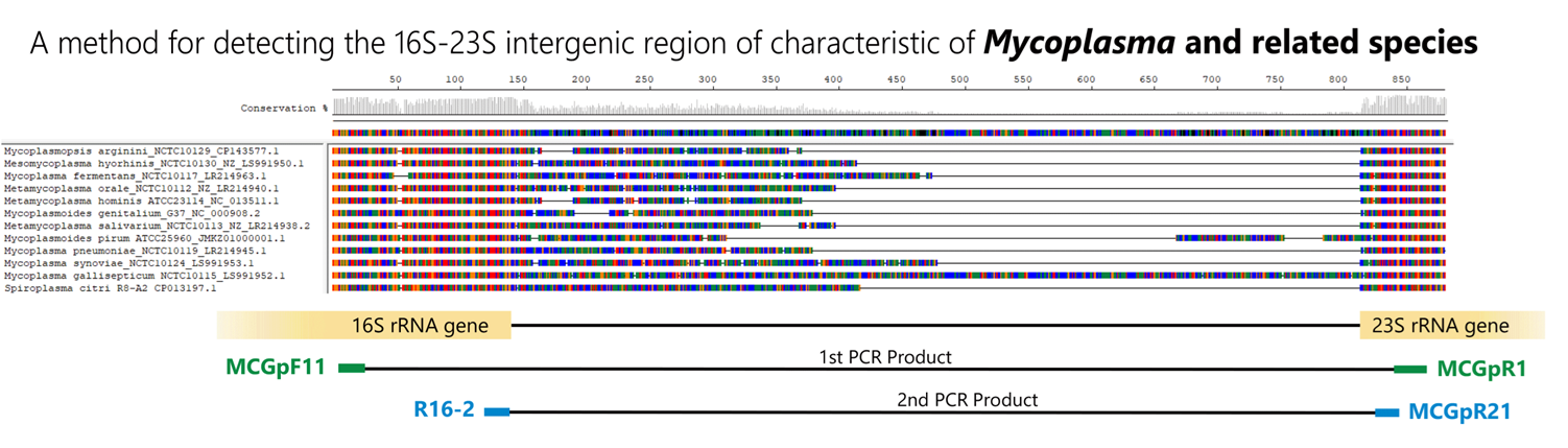 nested-pcr